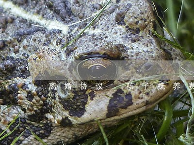 离婚协议 孩子抚养费 离婚协议 孩子抚养费